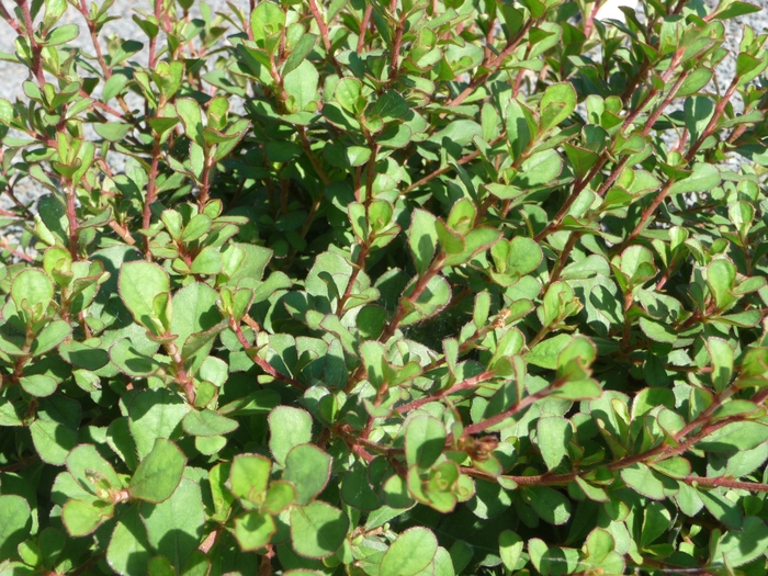 Burmese Plumbago - Ceratostigma griffithii from Sloat Gardens