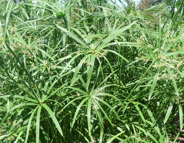 Umbrella Plant - Cyperus alternifolis from Sloat Gardens