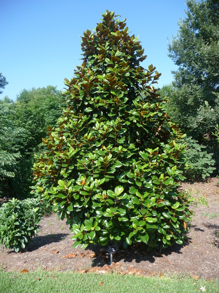 Teddy Bear Magnolia - Magnolia grandiflora 'Southern Charm' from Sloat Gardens