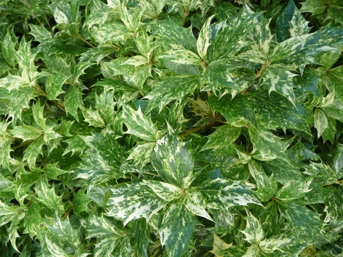 Goshiki Osmanthus - Osmanthus heterophyllus 'Goshiki' from Sloat Gardens