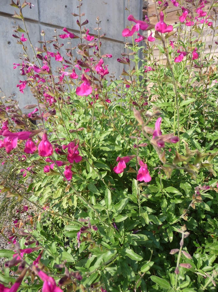 Autumn Sage - Salvia greggii 'Dark Dancer' from Sloat Gardens