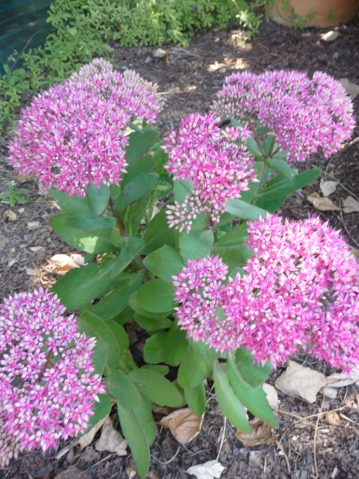 Mr Goodbud Sedum - Sedum 'Mr Goodbud' from Sloat Gardens