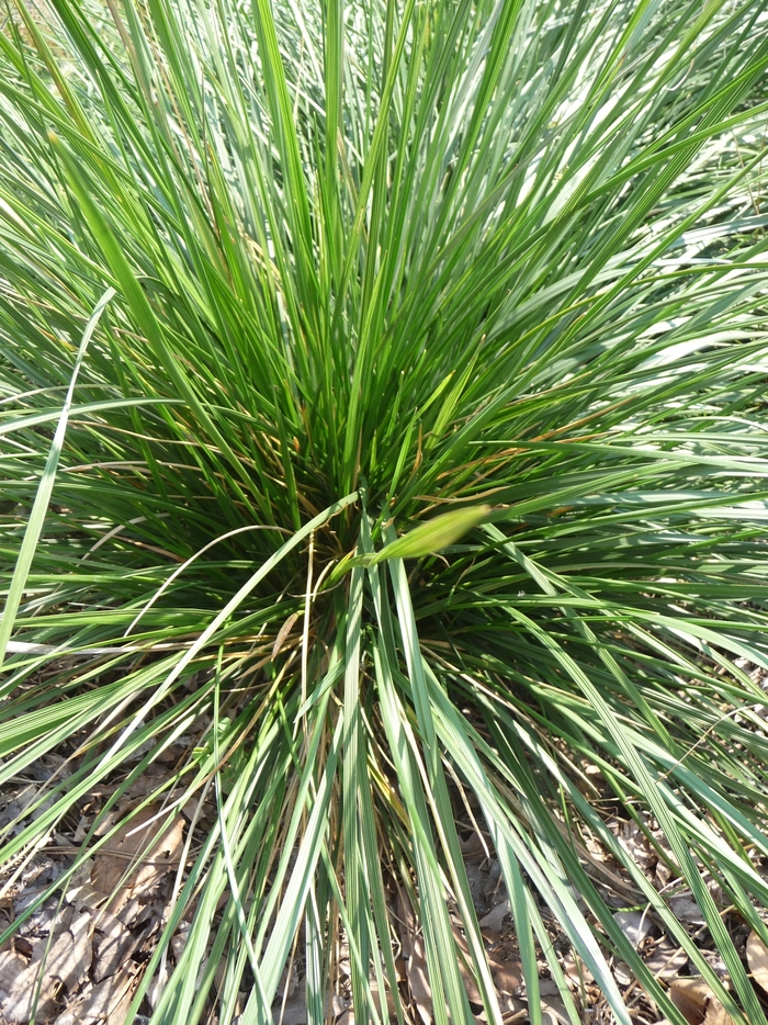 Tufted Hair Grass - Deschampsia cespitosa from Sloat Gardens