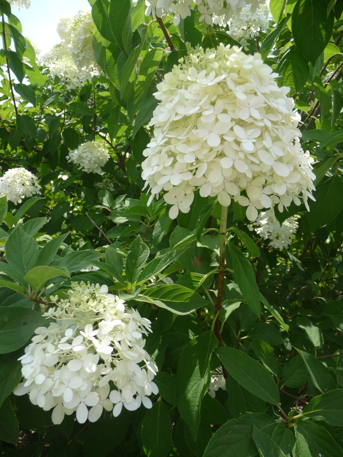 Limelight - Hardy Hydrangea from Sloat Gardens