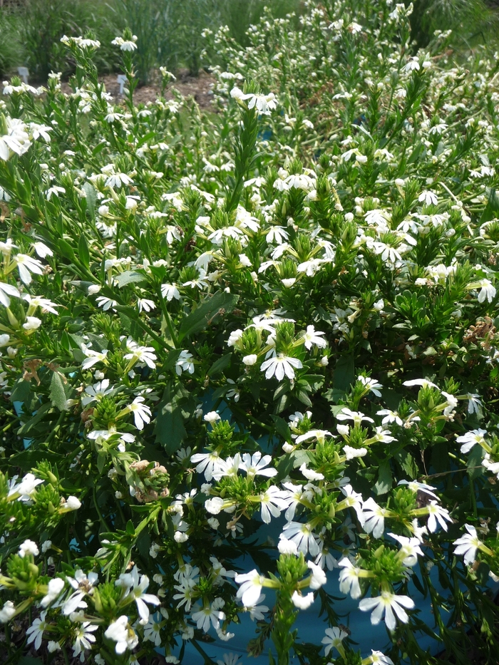 White Fan Flower - Scaevola 'White Wonder' from Sloat Gardens