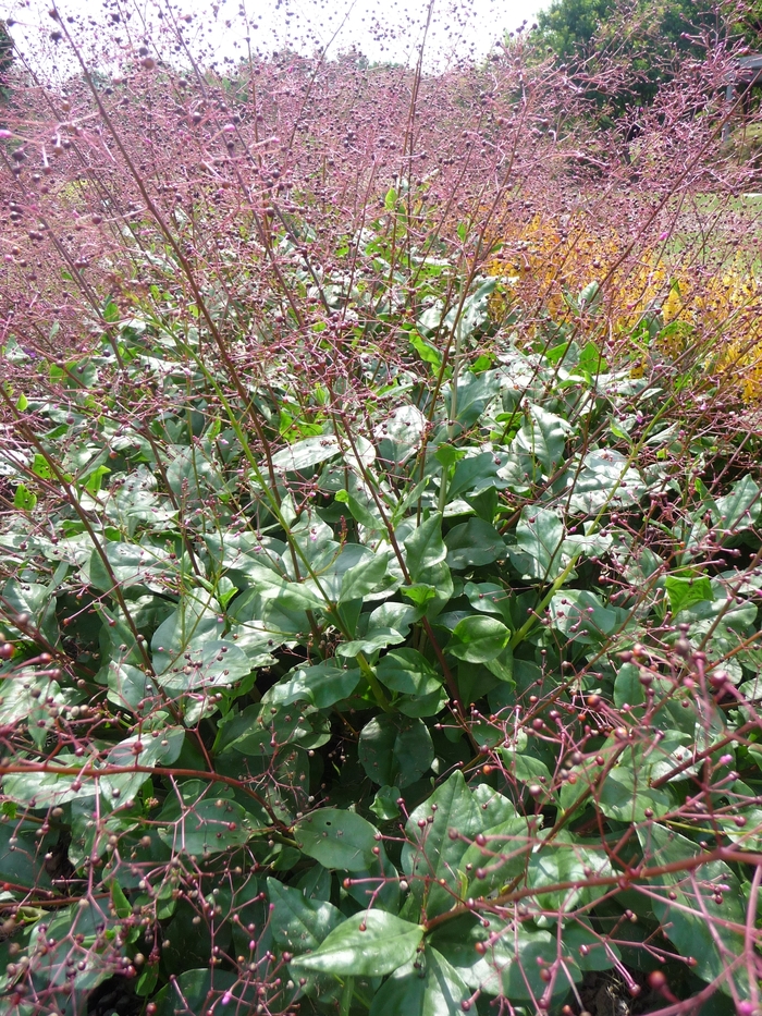 Jewels of Opar - Talinum paniculatum from Sloat Gardens