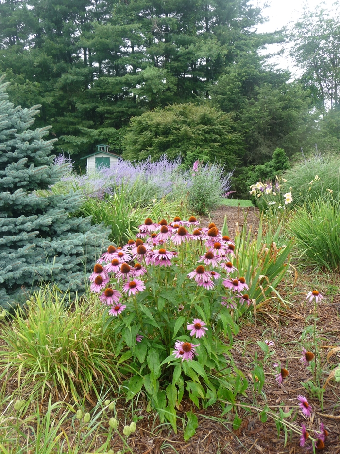Purple Coneflower - Echinacea purpurea from Sloat Gardens
