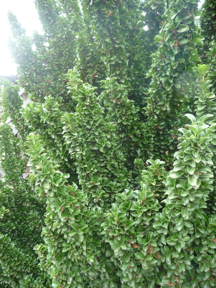 Japanese Euonymus - Euonymus japonicus 'Green Spire' from Sloat Gardens