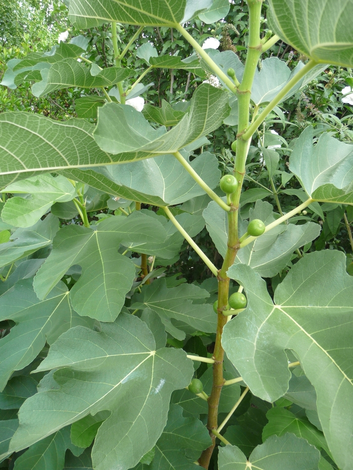 Kadota Fig - Ficus carica 'Kadota' from Sloat Gardens