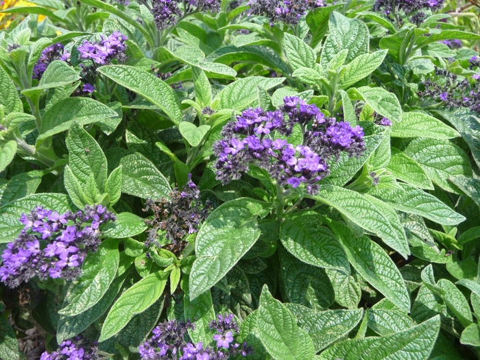 Fragrant Heliotrope - Helioptropium arborescens from Sloat Gardens