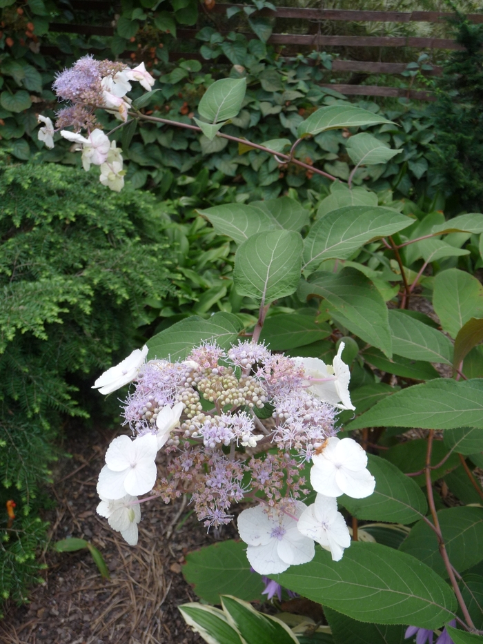 Hydrangea - Hydrangea aspera from Sloat Gardens
