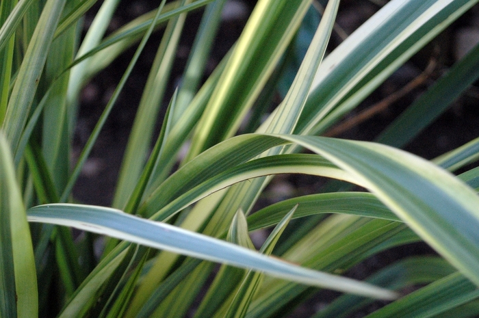  Torbay Dazzler Cordyline - Cordyline 'Torbay Dazzler' from Sloat Gardens