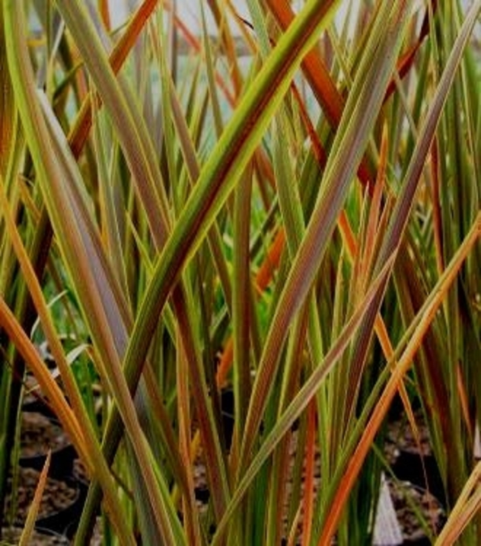 New Zealand Flax - Phormium 'Coordination' from Sloat Gardens