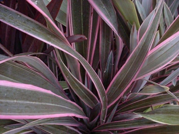 New Zealand Flax - Phormium 'Pink Stripe' from Sloat Gardens