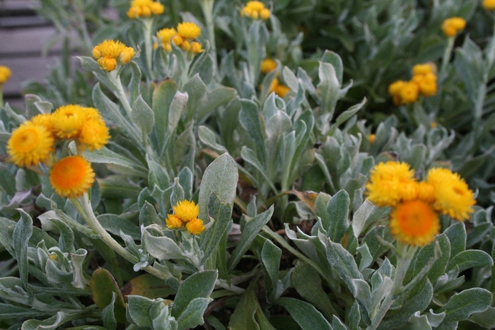 Strawflower - Chrysocephalum 'Silver Sunburst' from Sloat Gardens