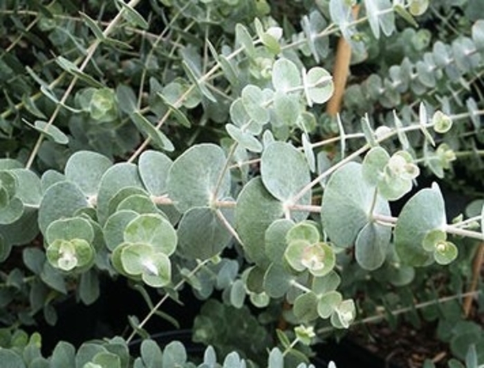 Silver Dollar Tree - Eucalyptus pulverulenta 'Baby Blue' from Sloat Gardens