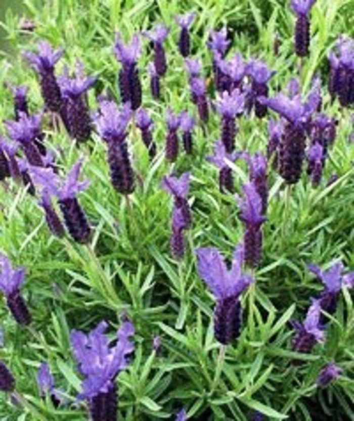Violet Lace Lavender - Lavandula stoechas 'Violet Lace' from Sloat Gardens