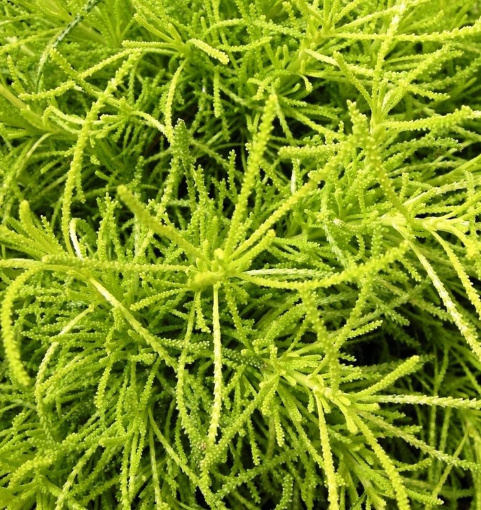 Lavender Cotton - Santolina virens 'Lemon Fizz' from Sloat Gardens