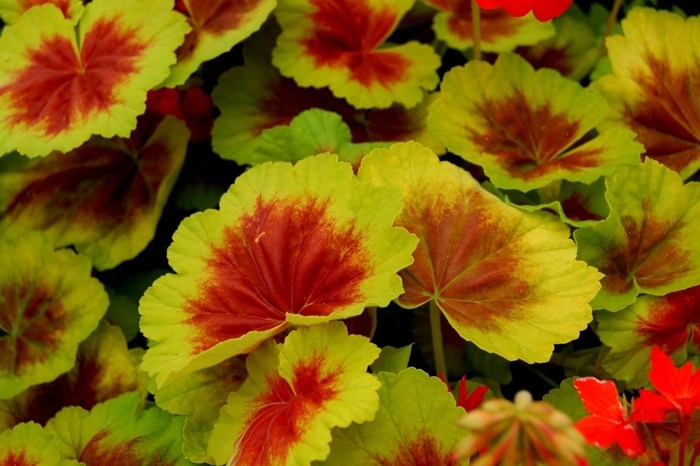 Geranium Indian Dunes - Pelargonium hortorum 'Indian Dunes' from Sloat Gardens
