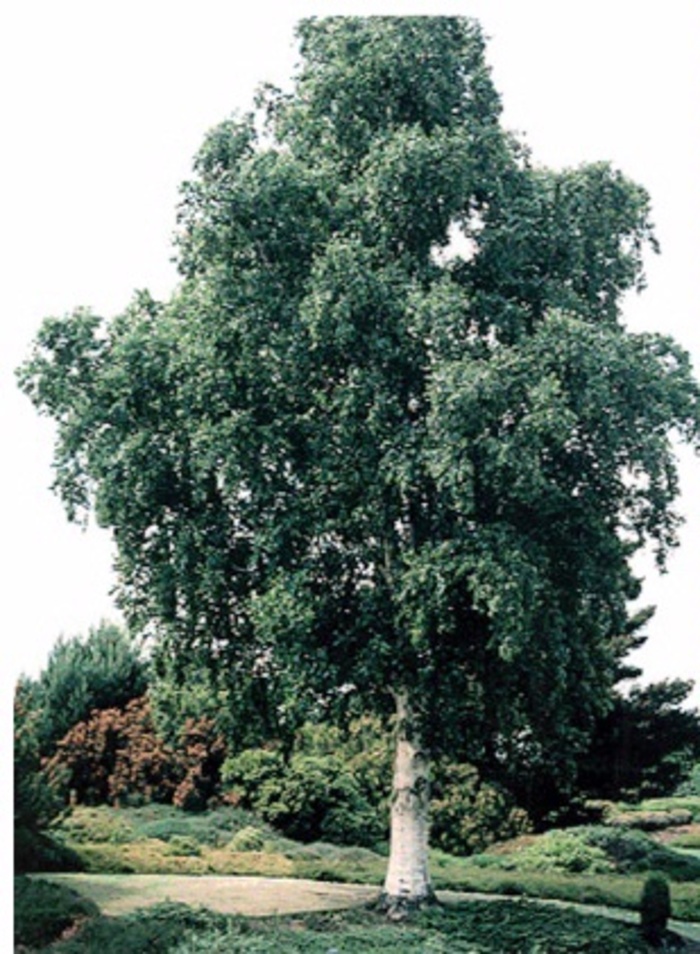 European White Birch - Betula pendula from Sloat Gardens