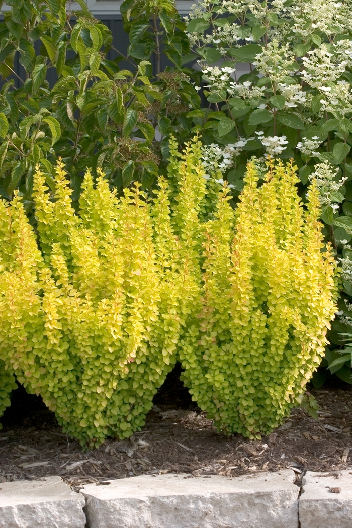 Sunjoy® Gold Pillar - Barberry from Sloat Gardens