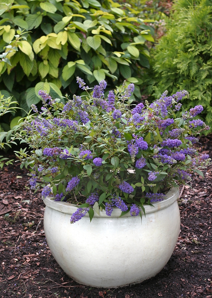 Lo & Behold™ 'Blue Chip' - Butterfly Bush from Sloat Gardens