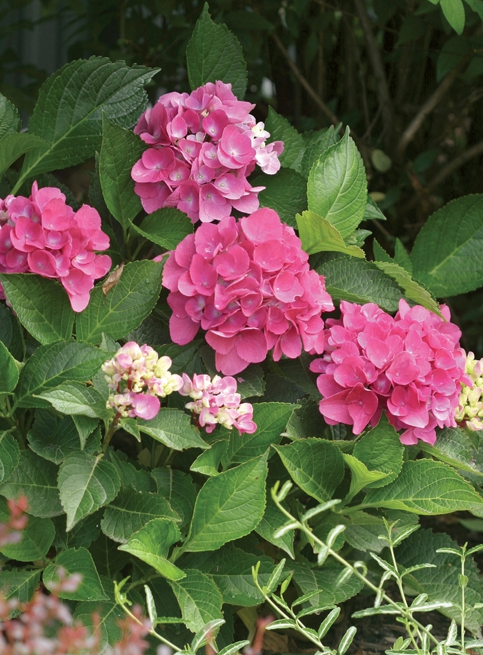 Cityline™Venice - Bigleaf Hydrangea from Sloat Gardens
