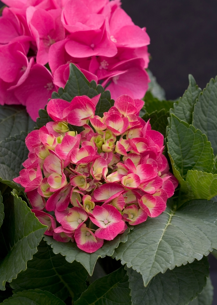 Cityline™Paris - Bigleaf Hydrangea from Sloat Gardens