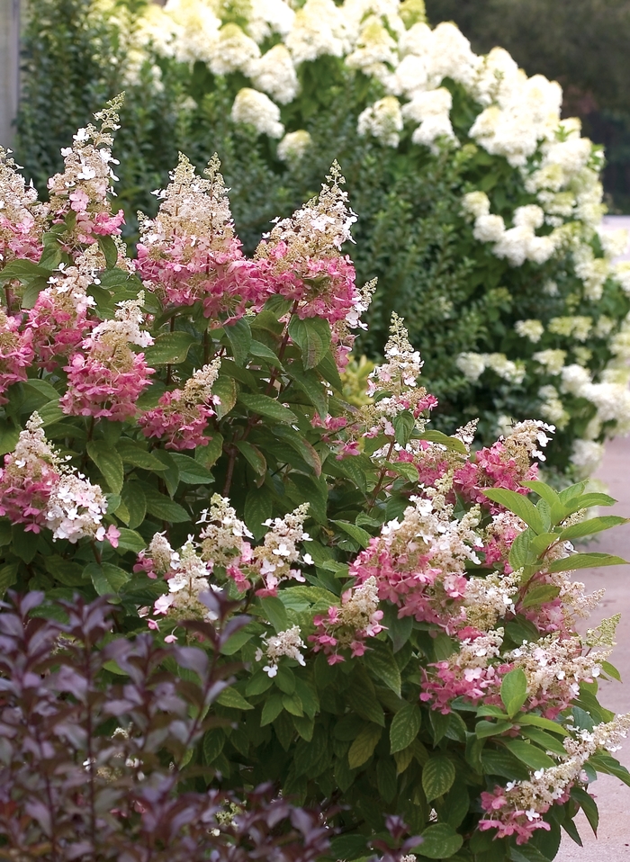 Pinky Winky™ - Hardy Hydrangea from Sloat Gardens