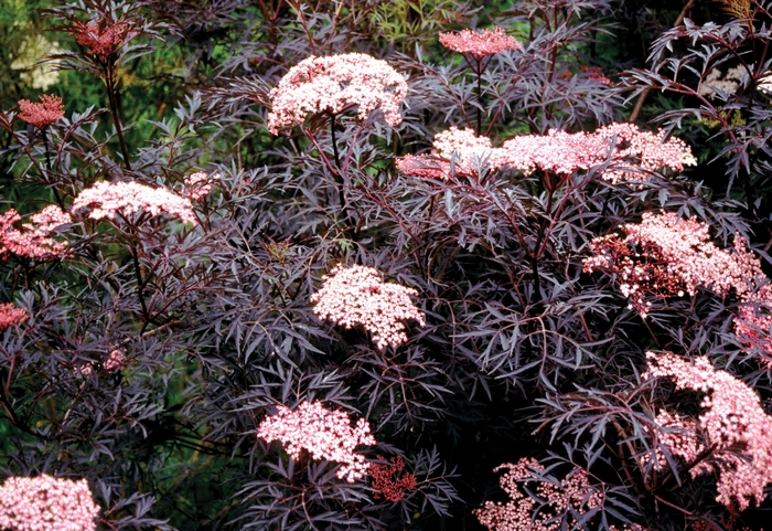 Black Lace™ - Elderberry from Sloat Gardens
