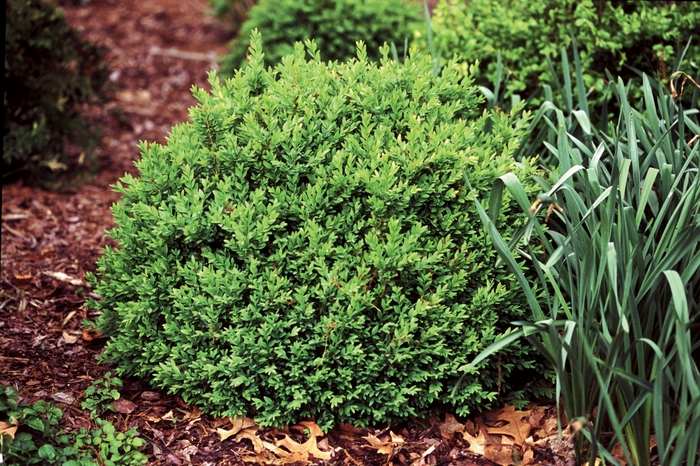North Star® - Buxus sempervirens from Sloat Gardens