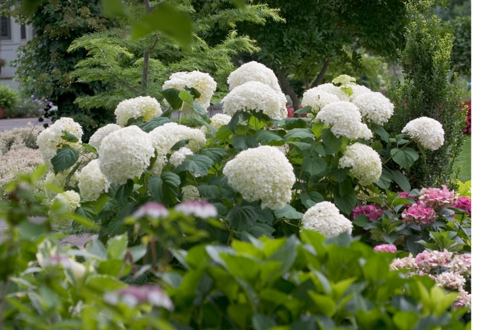 Incrediball® Smooth Hydrangea - Hydrangea arborescens from Sloat Gardens