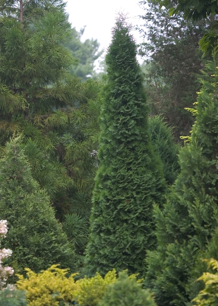 North Pole™ - Arborvitae from Sloat Gardens