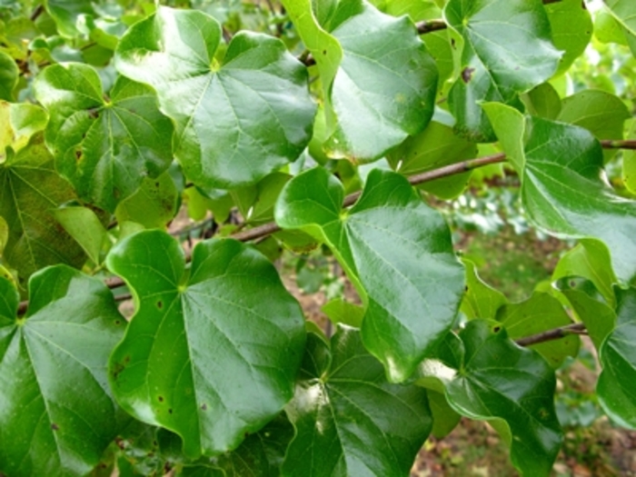 Redbud - Cercis canadensis texensis 'Oklahoma' from Sloat Gardens