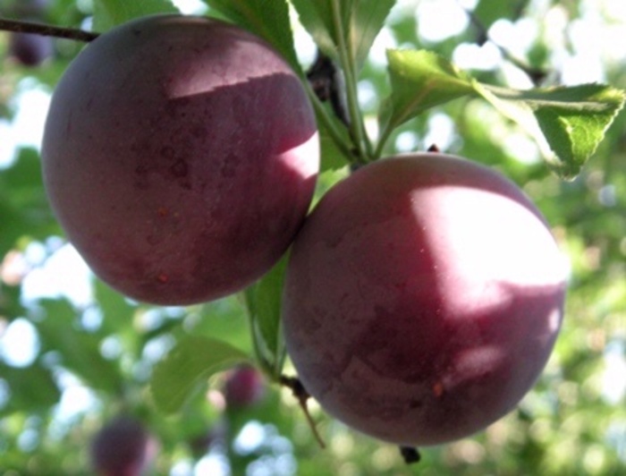 Santa Rosa Plum - Prunus salicina 'Santa Rosa' from Sloat Gardens