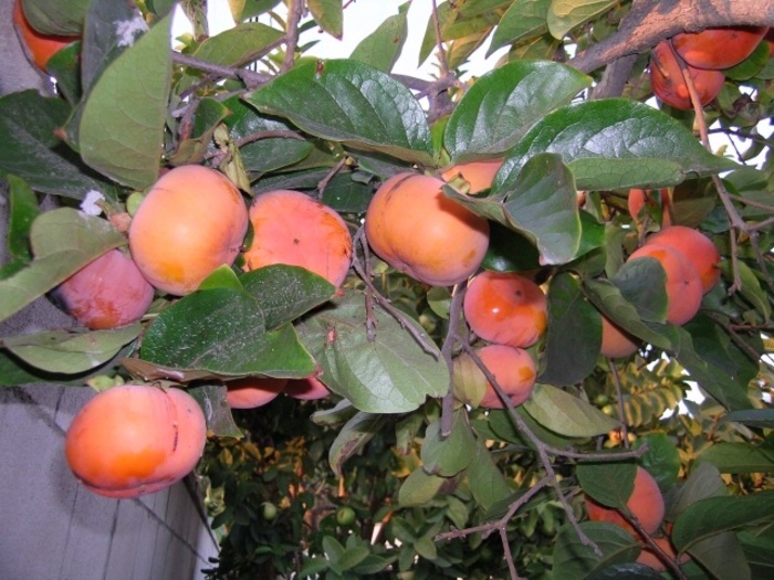 FUYU PERSIMMON - DIOSPYROS KAKI from Sloat Gardens