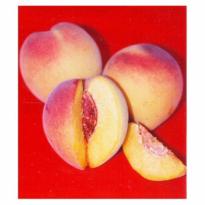 Babcock Peach - Prunus persica from Sloat Gardens