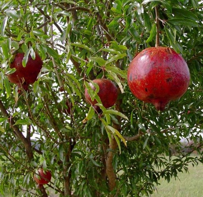 Pomegranate - Punica granatum 'Wonderful' from Sloat Gardens