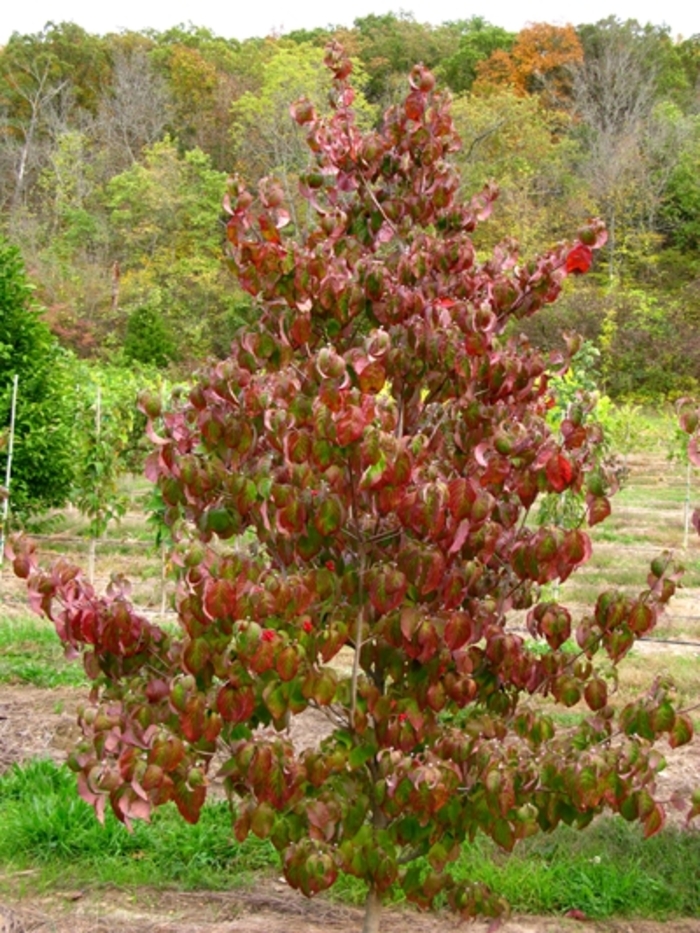 Cherokee Brave Flowering Dogwood - Cornus florida 'Cherokee Brave' from Sloat Gardens
