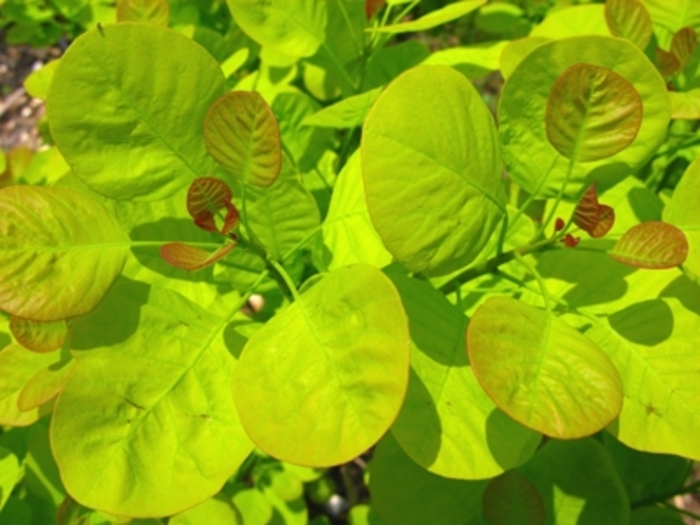 Golden Smoke Tree - Cotinus coggygria 'Golden Spirit' from Sloat Gardens