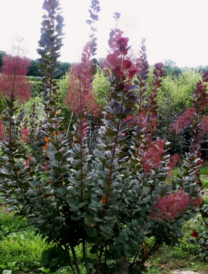Purple Smoke Tree - Cotinus 'Grace' from Sloat Gardens