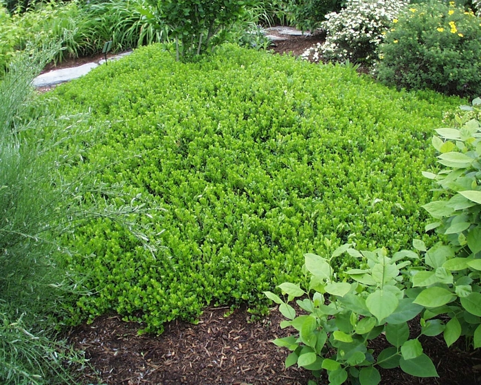 Manzanita - Arctostaphylos 'Emerald Carpet' from Sloat Gardens