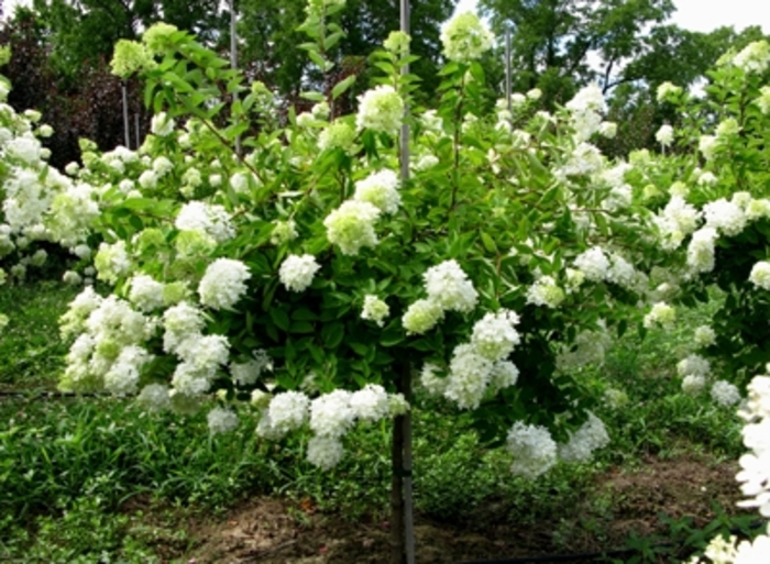 Pee Gee Hydrangea - Hydrangea paniculata 'Grandiflora' from Sloat Gardens