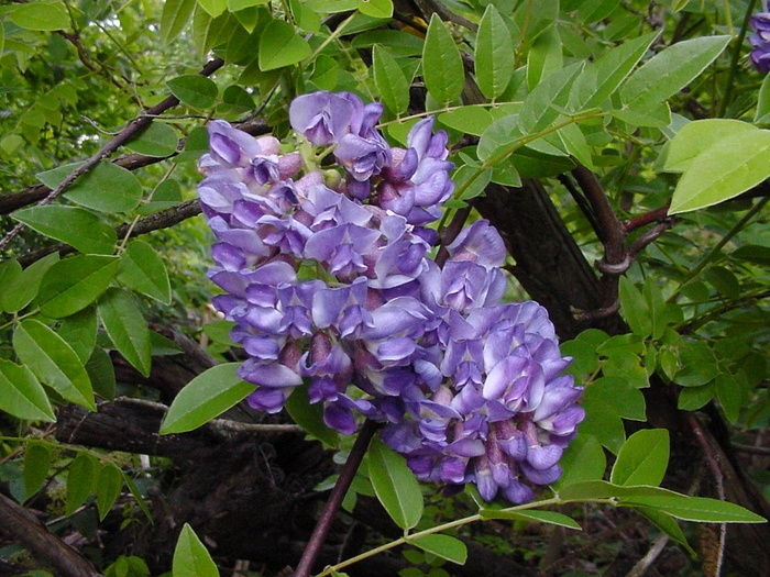 Amethyst Falls Wisteria - Wistera frutescens 'Amethyst Falls' from Sloat Gardens