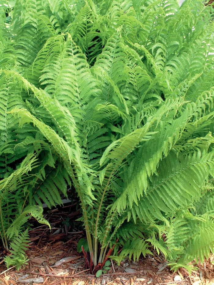 Ostrich Fern - Matteuccia struthiopteris from Sloat Gardens