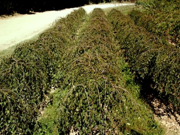 Snow Fountain Weeping Cherry - Prunus x 'Snofozam' from Sloat Gardens