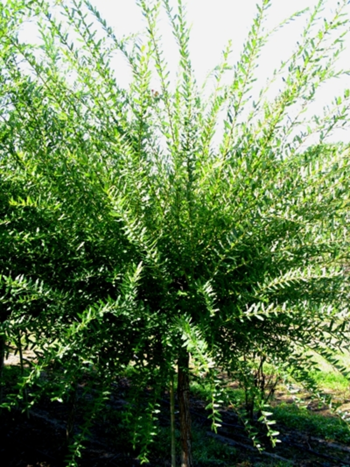 Dappled Willow - Salix integra 'Hakuro Nishiki' from Sloat Gardens