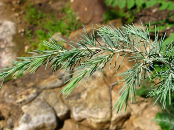 Deodar Cedar - Cedrus deodara from Sloat Gardens