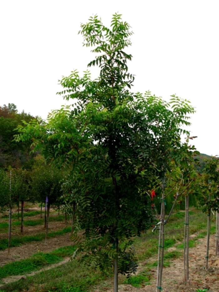 Chinese Pistache - Pistacia chinensis from Sloat Gardens