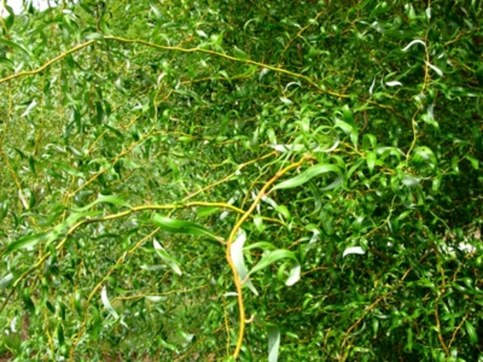 Scarlet Curls Willow - Salix 'Scarlet Curls' from Sloat Gardens